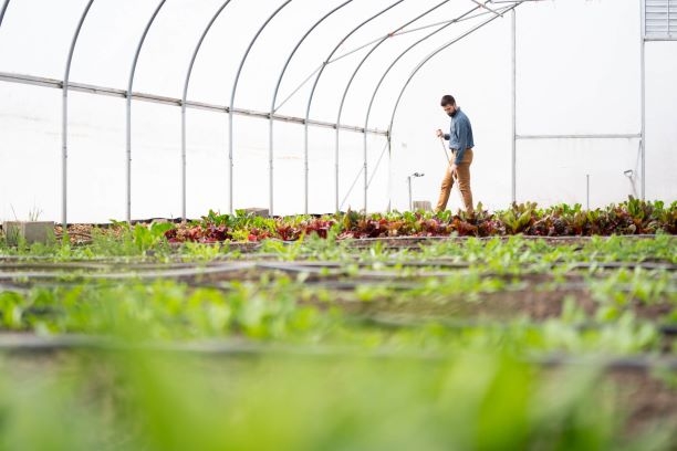 Produce from GVSU educational farm will be donated throughout growing season